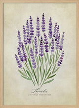 Purple Lavender Botanical