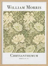 Chrysanthemum