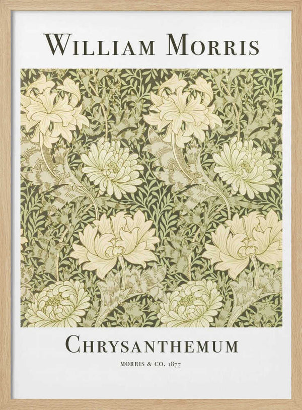 Chrysanthemum William Morris