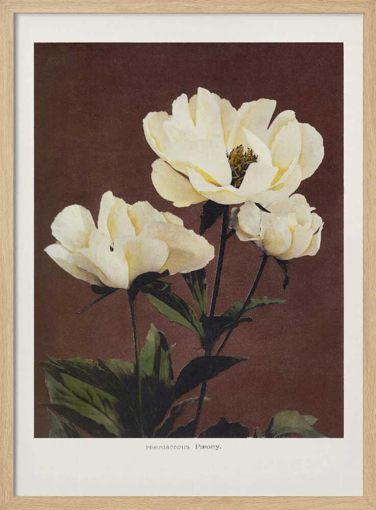 Hærdaceous Peony Art Print UK — Japanese Vibrant Wall Art — Living Room — Wall It All Prints