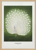 Peacock - Wide