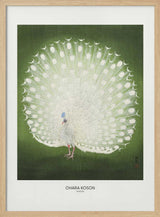 Peacock - Wide
