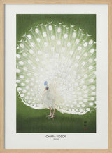 Peacock - Cropped