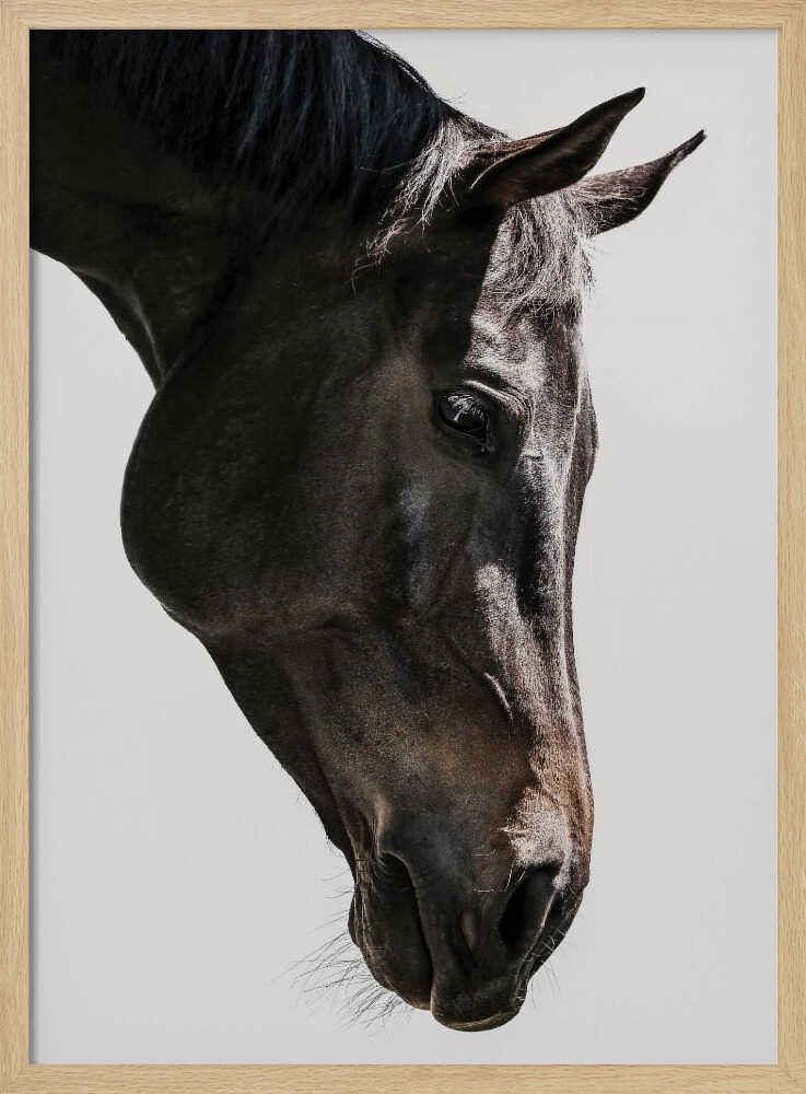 Gentle Equine Gaze Art Print UK — Abstract Vibrant Wall Art — Office — Wall It All Prints