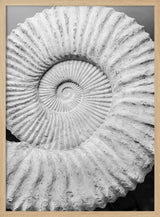 Ancient Spiral Dreams