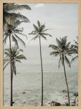 Tropical Dreams