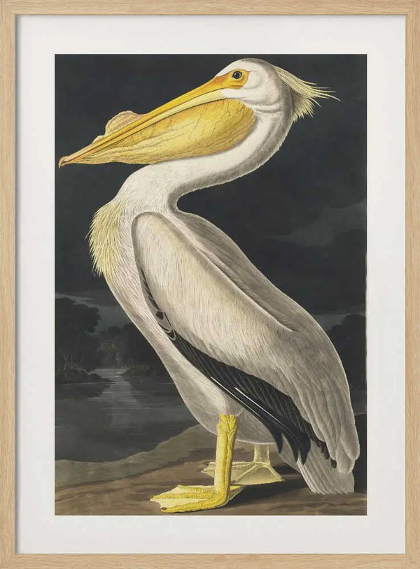 American White Pelican From Birds of America (1827) John James Audubon
