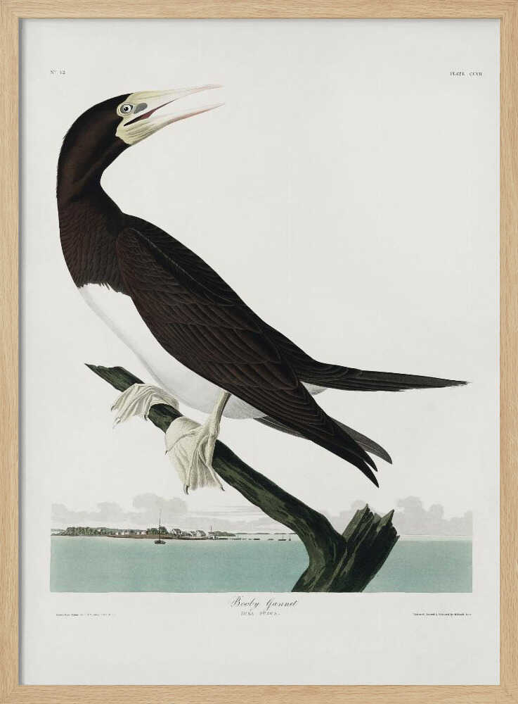 Booby Gannet From Birds of America (1827)