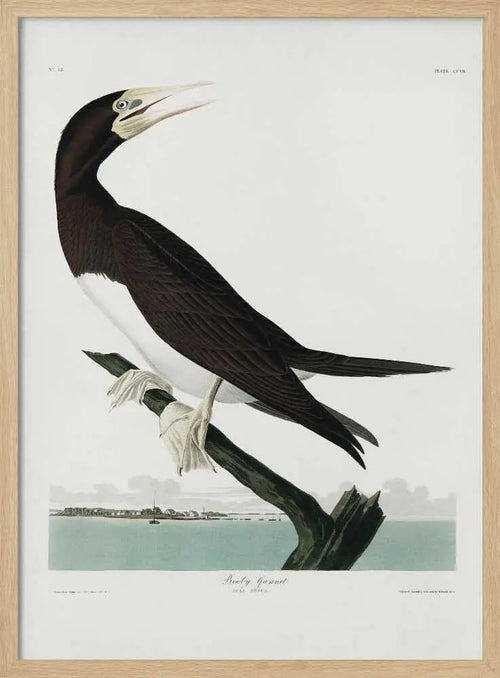 Booby Gannet From Birds of America (1827) John James Audubon