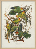 Carolina Parrot From Birds of America (1827)