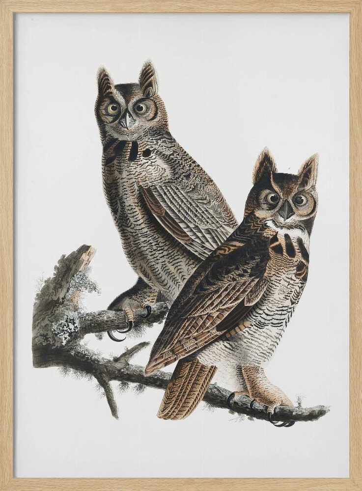 Great Horned Owl From Birds of America (1827)