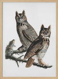 Great Horned Owl From Birds of America (1827)