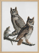 Great Horned Owl From Birds of America (1827)