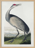 Hooping Crane From Birds of America (1827)