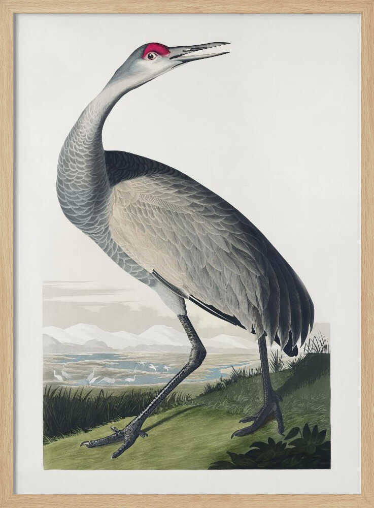 Hooping Crane From Birds of America (1827)