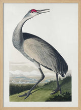 Hooping Crane From Birds of America (1827)