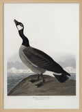 Hutchins's Barnacle Goose From Birds of America (1827)