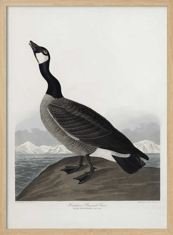 Hutchins's Barnacle Goose From Birds of America (1827)