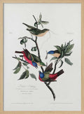 Painted Finch From Birds of America (1827)