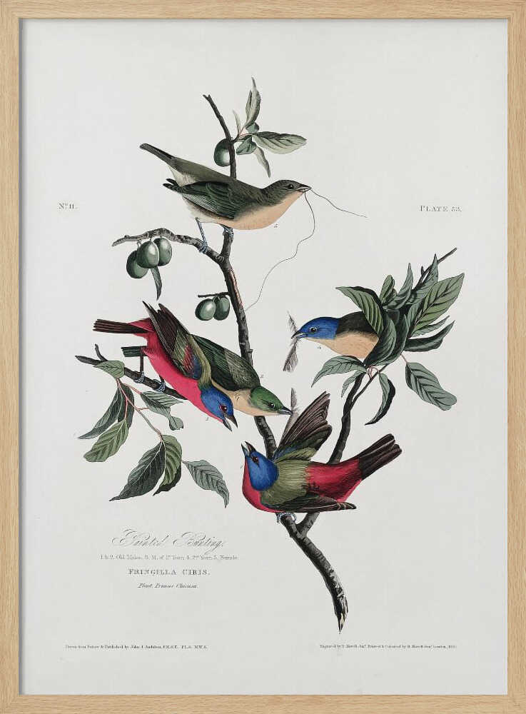 Painted Finch From Birds of America (1827)