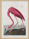 Pink Flamingo From Birds of America (1827)