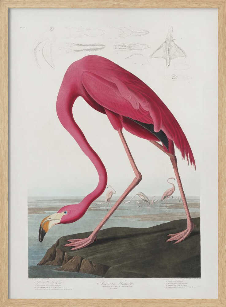 Pink Flamingo From Birds of America (1827)