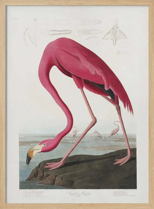 Pink Flamingo From Birds of America (1827) John James Audubon