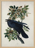 Raven From Birds of America (1827)