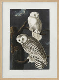 Snowy Owl From Birds of America (1827)