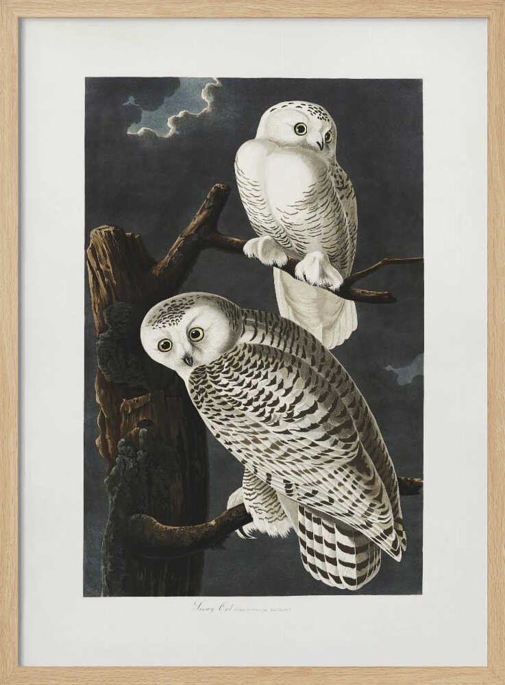 Snowy Owl From Birds of America (1827)
