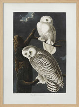Snowy Owl From Birds of America (1827)