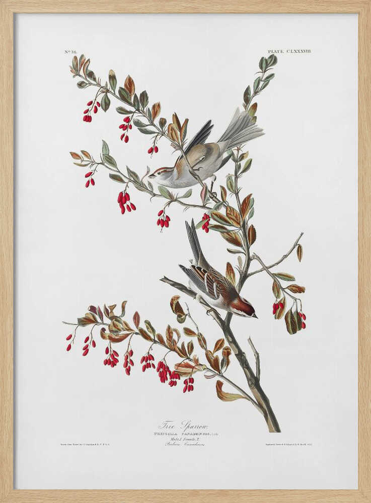 Tree Sparrow From Birds of America (1827)