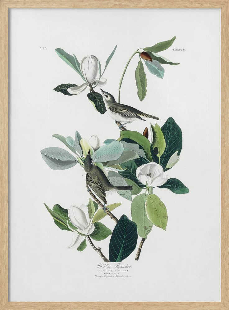 Warbling Flycatcher From Birds of America (1827) Art Print UK — Botanical Vibrant Wall Art — Living Room — Wall It All Prints