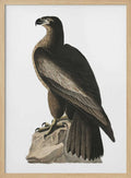 Great American Sea Eagle From Birds of America (1827)