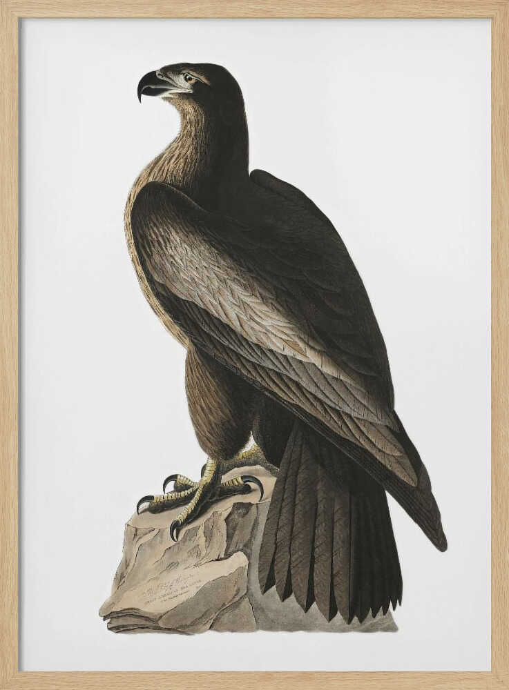 Great American Sea Eagle From Birds of America (1827) John James Audubon