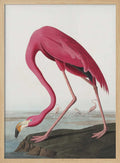 Pink Flamingo Ii From Birds of America (1827)