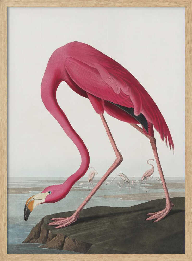 Pink Flamingo Ii From Birds of America (1827) John James Audubon