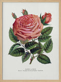 Pink Rose, Glorie De Dijon Lithograph