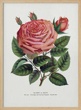 Pink Rose, Glorie De Dijon Lithograph