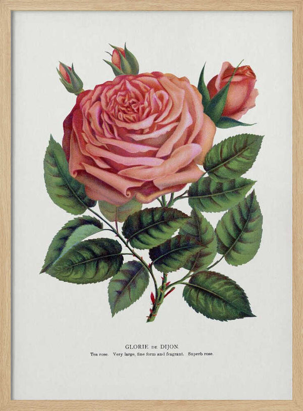 Pink Rose, Glorie De Dijon Lithograph Art Print UK — Botanical Fresh Wall Art — Living Room — Wall It All Prints