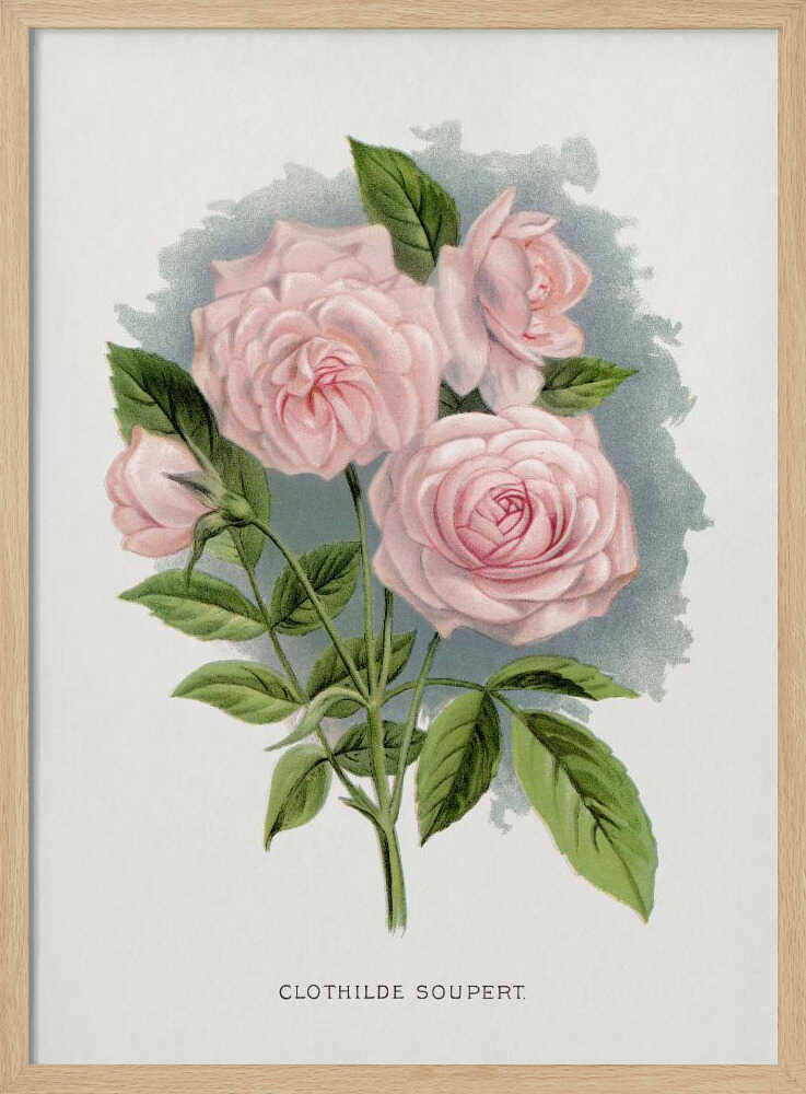 Pink Rose, Clothilde Soupert Lithograph Art Print UK — Botanical Vibrant Wall Art — Living Room — Wall It All Prints