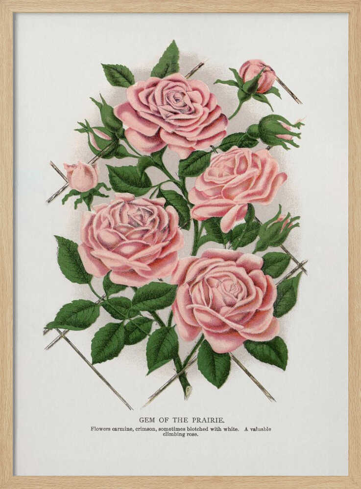 Pink Rose, Gem of the Prairie Lithograph Art Print UK — Botanical Vibrant Wall Art — Living Room — Wall It All Prints