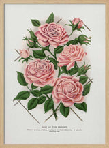 Pink Rose, Gem of the Prairie Lithograph
