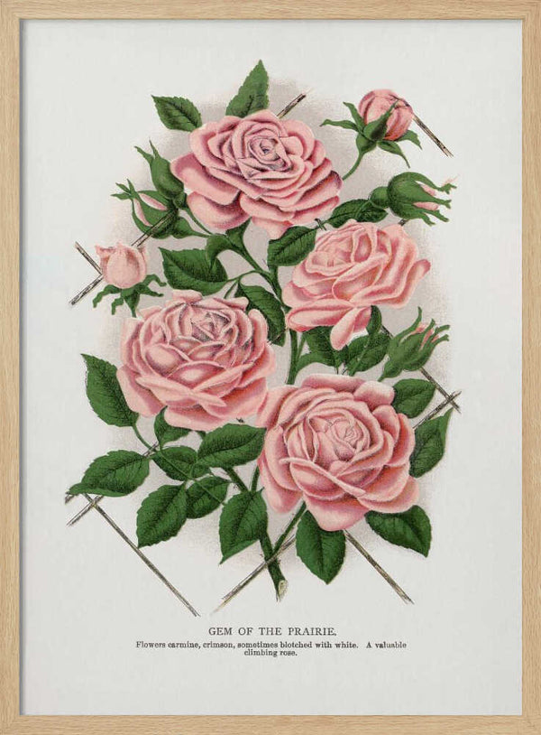 Pink Rose, Gem of the Prairie Lithograph