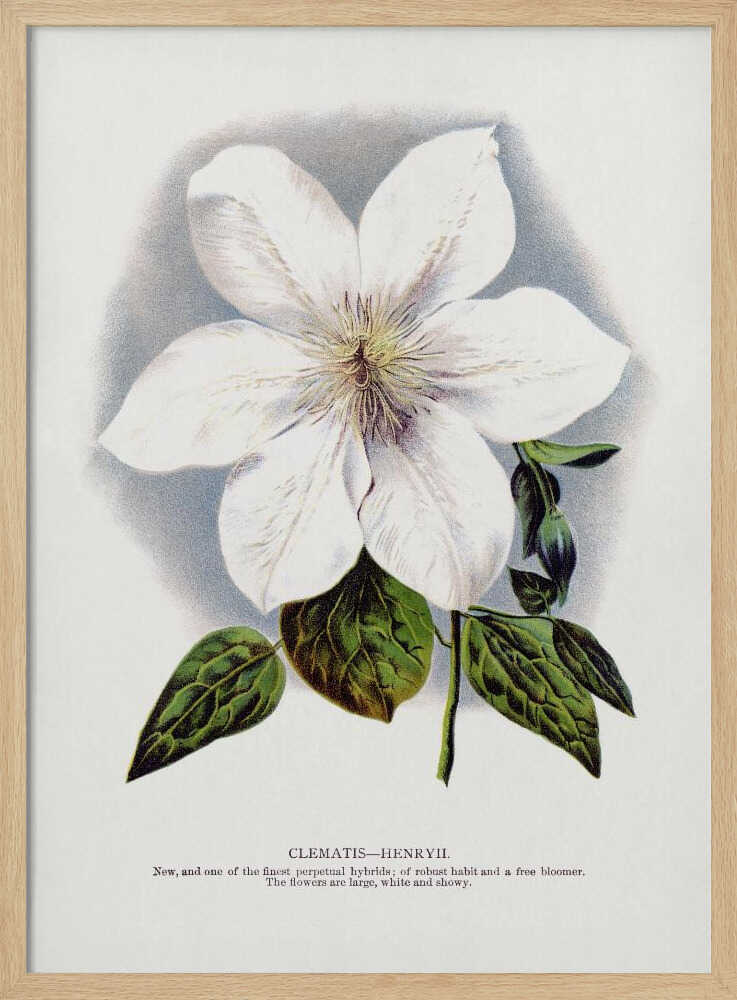 Clematis Flower Lithograph Art Print UK — Botanical Vibrant Wall Art — Living Room — Wall It All Prints