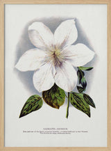 Clematis Flower Lithograph