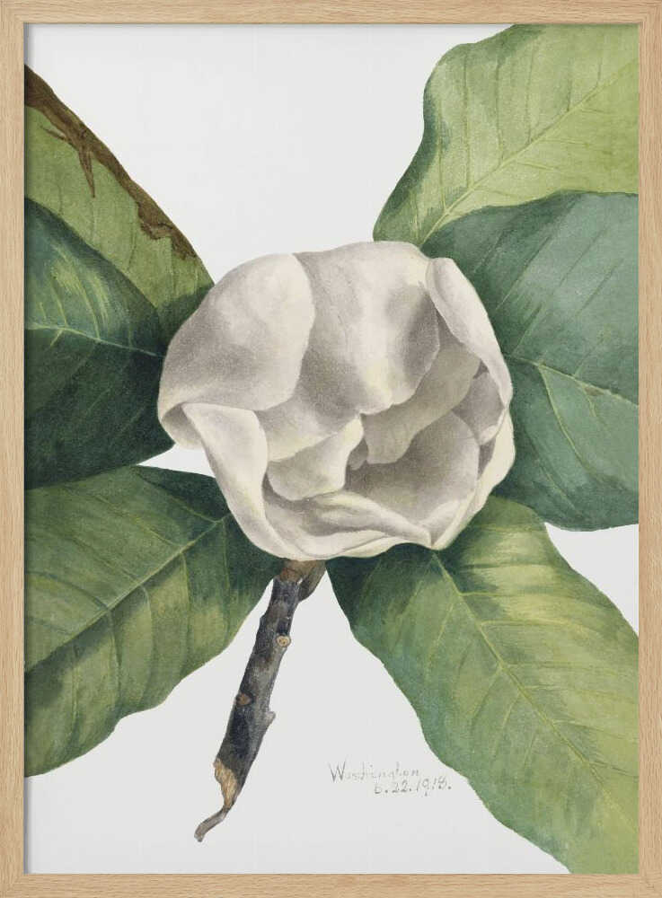Southern Magnolia (1918) Art Print UK — Botanical Vibrant Wall Art — Living Room — Wall It All Prints