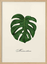 Monstera Deliciosa Leaf