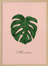 Tropical Monstera Leaf