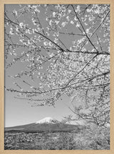 Mount Fuji Cherry Spring Art Print UK — Japanese Calm Wall Art — Living Room — Wall It All Prints